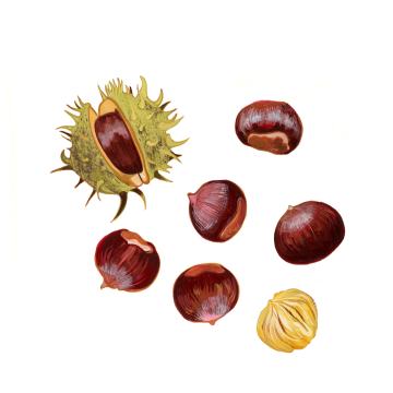 Chestnut