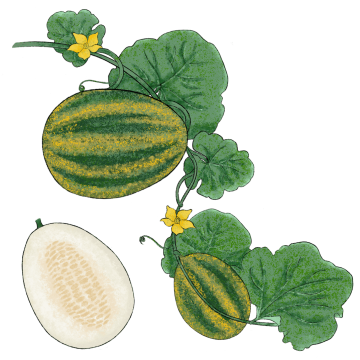 Madras Cucumber