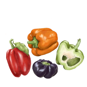 Bell Pepper