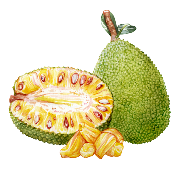 Jackfruit
