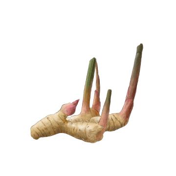 Galangal