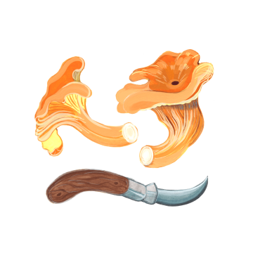 Chanterelle