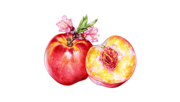 Nectarine