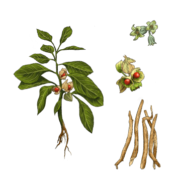 Ashwagandha