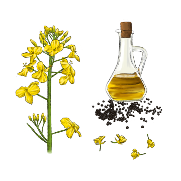 Canola oil