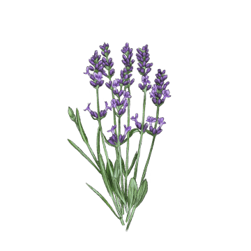 Lavender