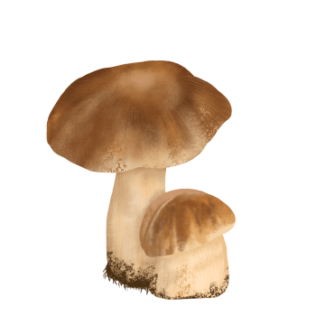 Porcini