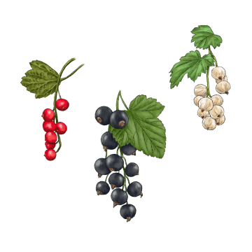 Currant