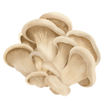 Oyster Mushroom