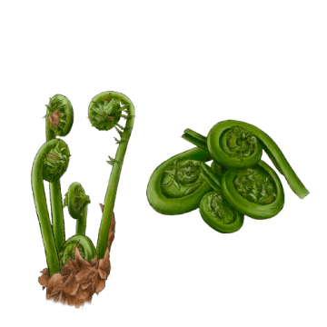 Fiddlehead