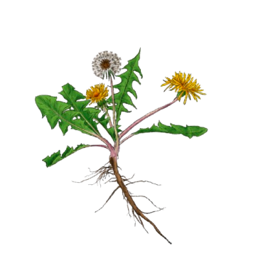 Dandelion