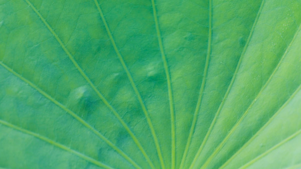 Breathwork to Brave Uncertainty