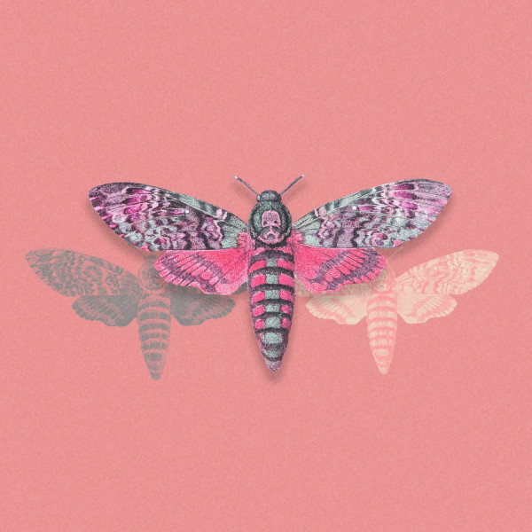 The Night Moth with the Crooked Feeler