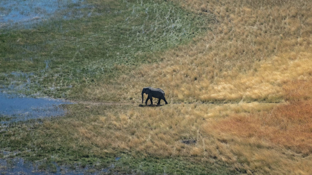 Elephants Mourn and Feel as Deeply as Us