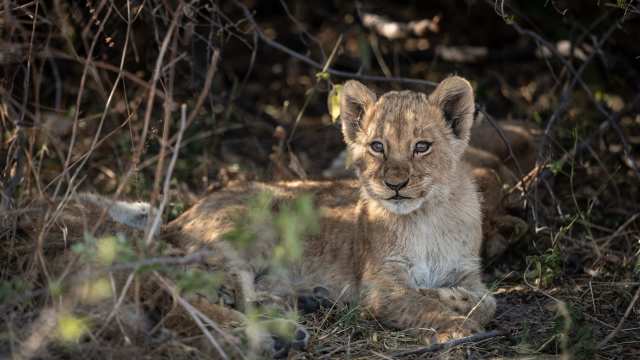 Living with Lions in Okavango