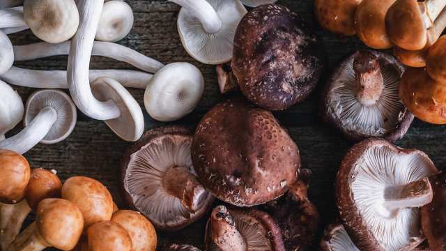 Can mushrooms be life-changing?