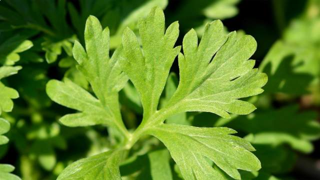 Give Mugwort a Home in Your Garden