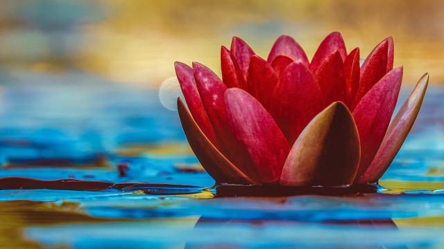 Journey to the Heart