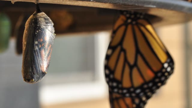 Chrysalis