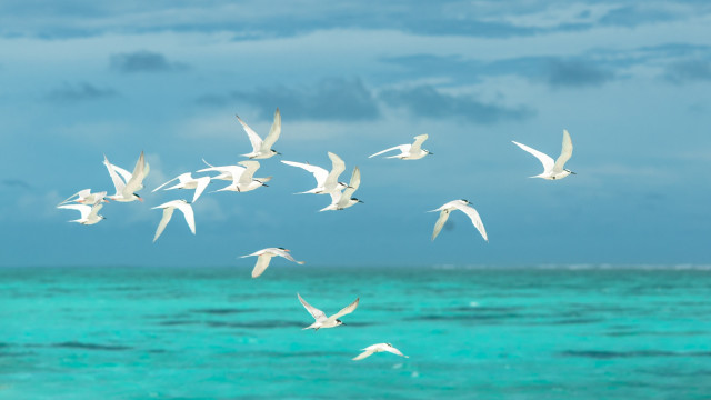 Quiescence: A World at Peace