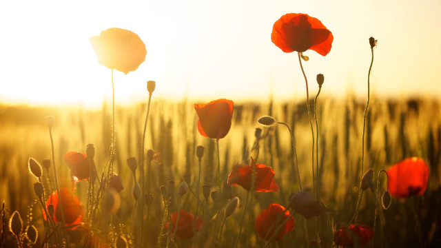 Remembering