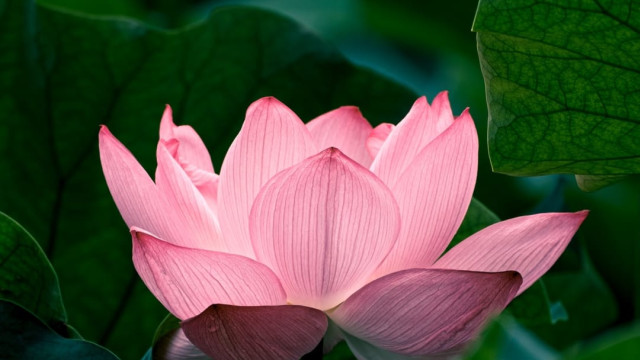 Lotus Land