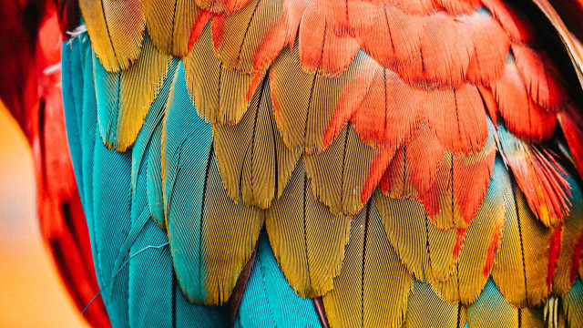 Wings