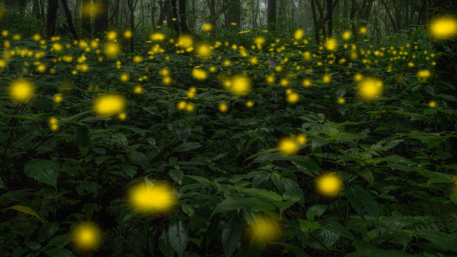 Celtic Fairy Dream