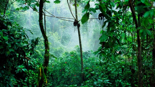 Cycles Within Cycles – Sri Lanka Rainforest