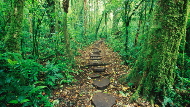 Forest in the Clouds — Malaysia