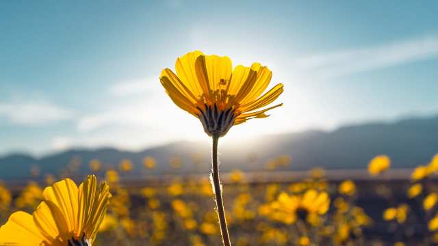 4-Week Mindfulness Journey