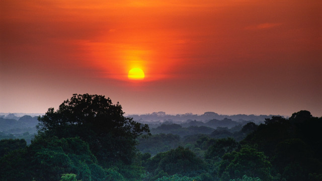 Sweet Morning Chorus - Tropical Rainforest