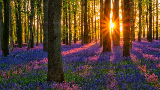 Enchanted Forest Sleep Journey