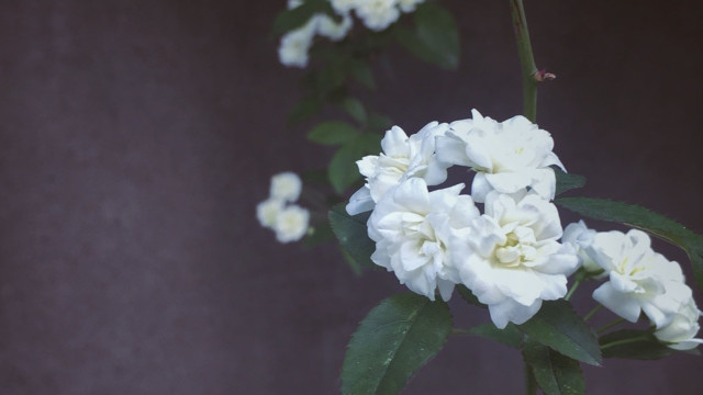 Grief Theories and the Thinking Behind Them