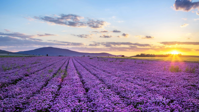 Bring Your Senses to Life