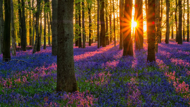 Yoga Nidra: Relaxing Visualization