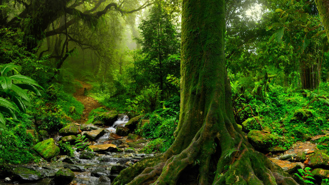 Yoga Nidra: Mountain Paradise Visualization