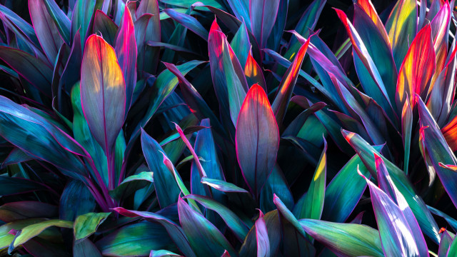 Yoga Nidra: Garden Paradise Visualization