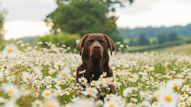 Root Chakra Balance for Pets