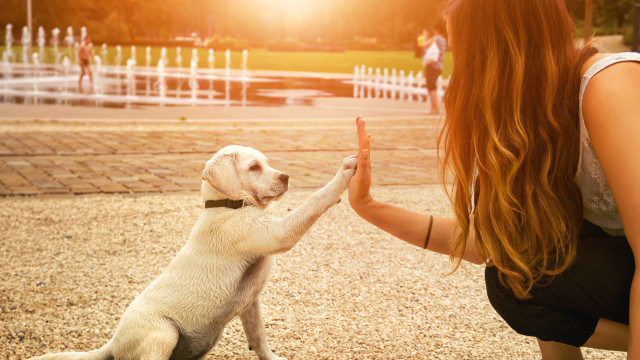 Interspecies Friendships: How Can Pets Facilitate Wholistic Wellbeing?