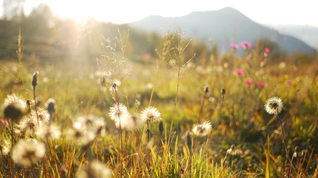 Peaceful Meadow Meditation