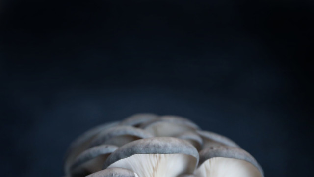 PRACTICE: Miraculous Mushrooms