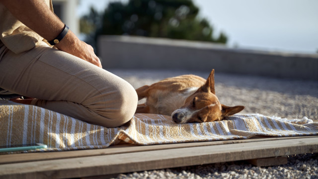 Build a Routine with Your Pet