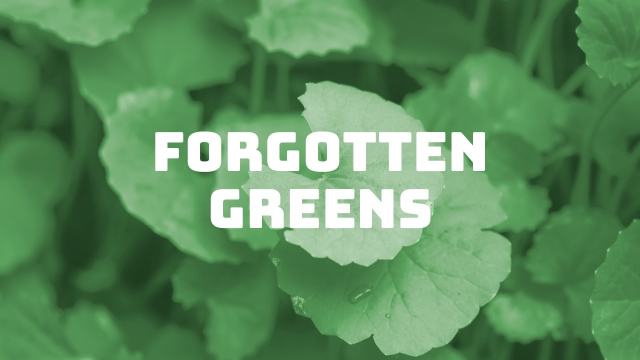 FORAGE: The Wilderness Within