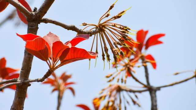 FOCUS: Fallen from the Sacred Tree