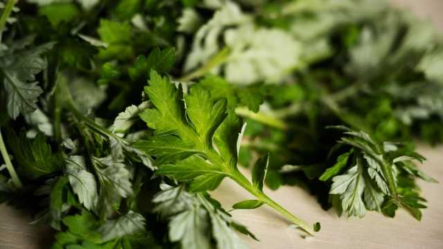 GROW: Mugwort Dreams (and Dumplings)