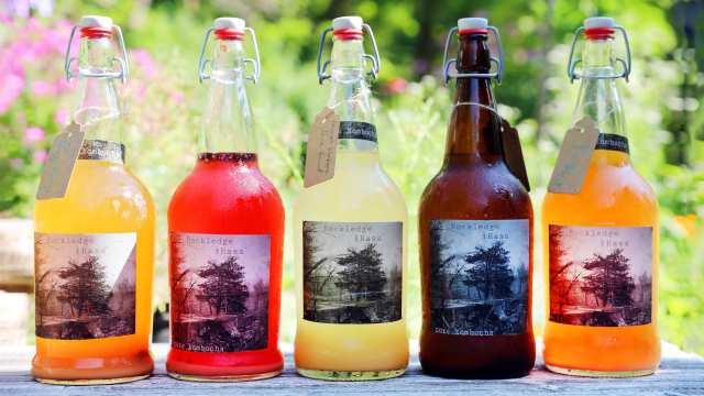 BALANCE: How My Kombucha Hobby Transformed My Life