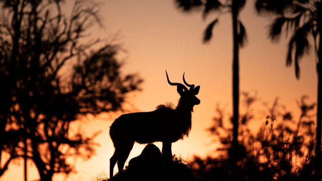 What We Can Learn About Sustainability from Animals