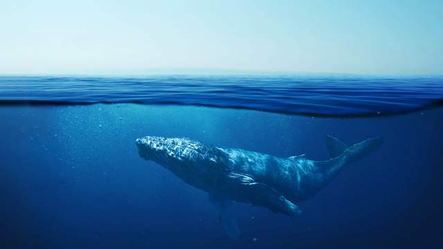 Shimmer of the Whale Riders