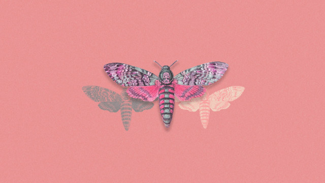 The Night Moth with the Crooked Feeler